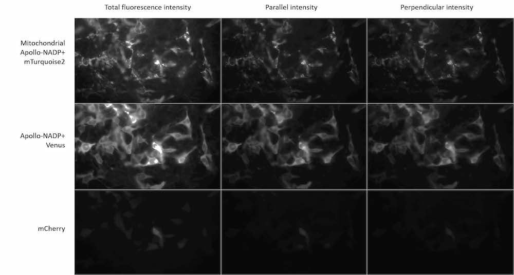 High Content Imaging at University of Toronto 配图 2