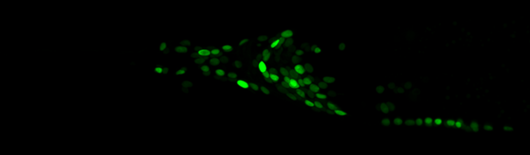 Whole Nematode Brain Calcium Imaging 配图 1