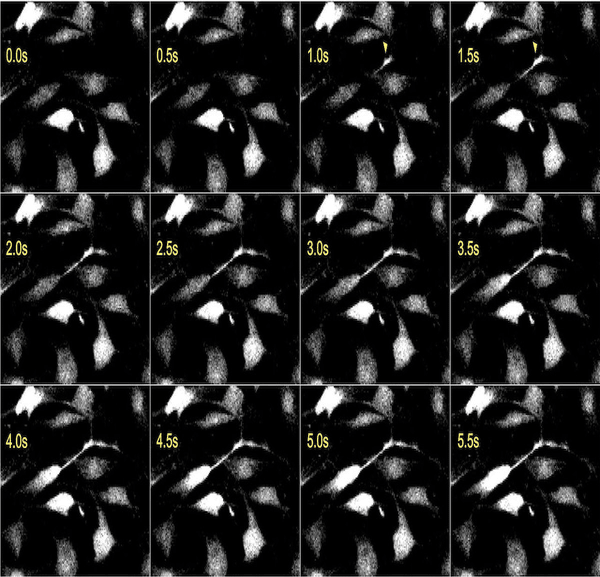 Calcium Imaging at Medical University of Vienna 配图 1