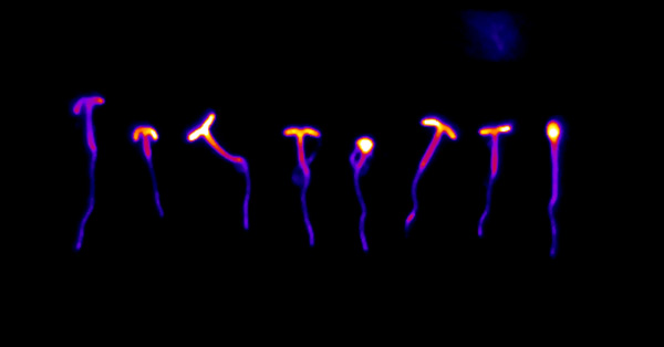 生物发光报告基因