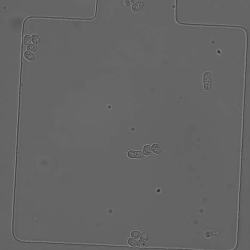 定量生物显微成像示例 2