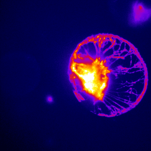 Calcium Imaging and Electrophysiology 配图 1