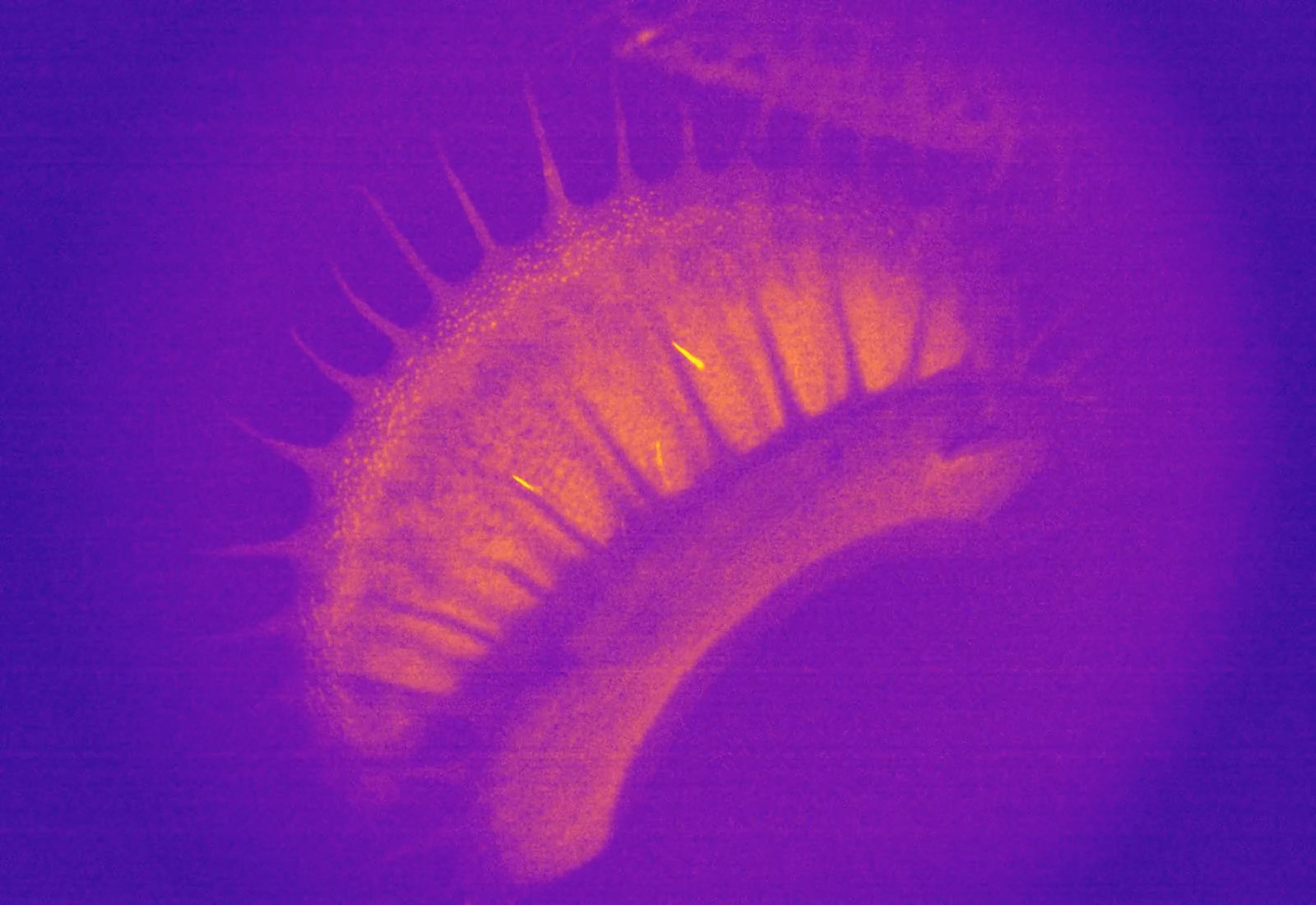 Plant Stress Calcium Imaging 配图 3