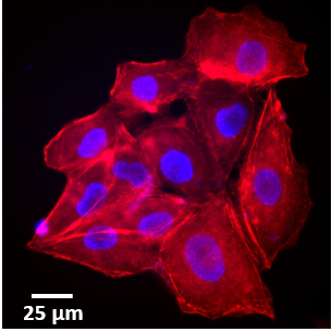 Calcium Imaging at AMOLF 配图 1