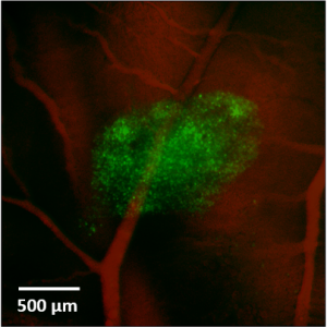 Calcium Imaging at AMOLF 配图 2