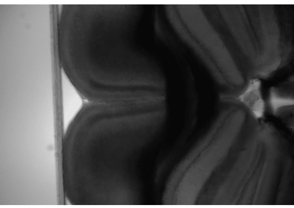 Fluorescence and Electrophysiology 配图 1