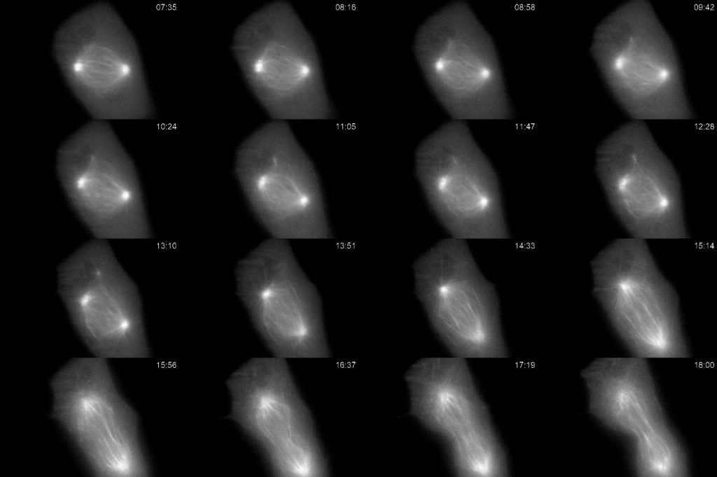 Imaging Mitotic Dynamics 配图 1