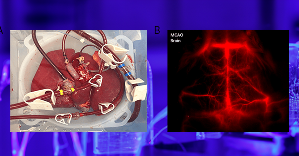 Optimizing Detection in Whole Animal In vivo Imaging 配图 1