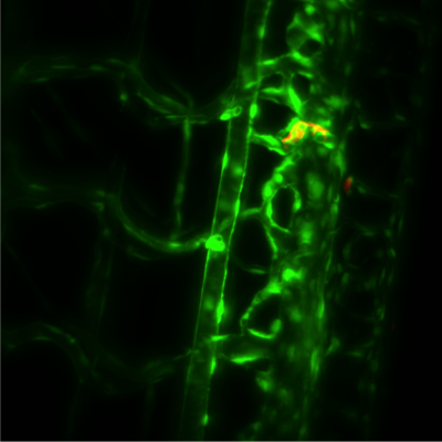 Light Sheet and Novel Spatial Frequency Imaging 配图 1